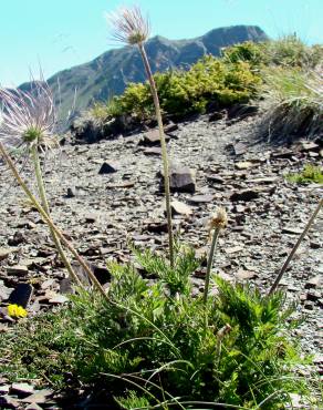 Fotografia 2 da espécie Anemone alpina subesp. alpina no Jardim Botânico UTAD
