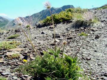 Fotografia da espécie Anemone alpina subesp. alpina