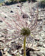 Fotografia da espécie Anemone alpina
