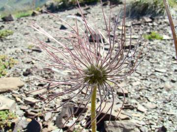 Fotografia da espécie Anemone alpina subesp. alpina