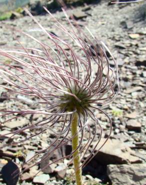 Fotografia 3 da espécie Anemone alpina subesp. alpina no Jardim Botânico UTAD