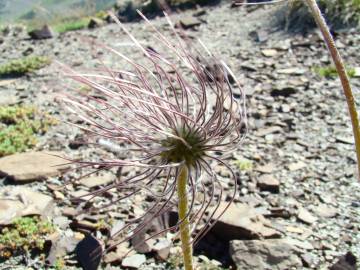 Fotografia da espécie Anemone alpina subesp. alpina