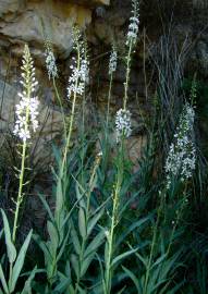 Fotografia da espécie Lysimachia ephemerum