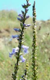 Fotografia da espécie Anarrhinum bellidifolium