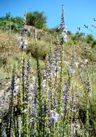 Fotografia da espécie Anarrhinum bellidifolium