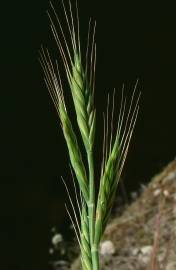 Fotografia da espécie Brachypodium distachyon