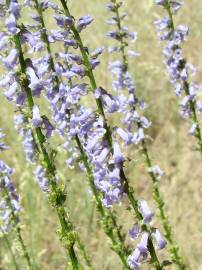 Fotografia da espécie Anarrhinum bellidifolium