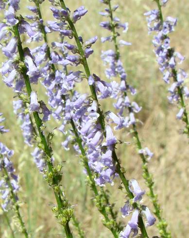 Fotografia de capa Anarrhinum bellidifolium - do Jardim Botânico