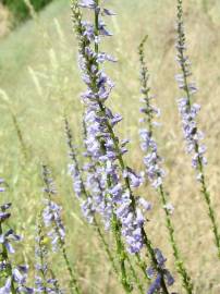 Fotografia da espécie Anarrhinum bellidifolium