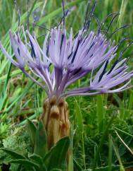 Carduncellus monspelliensium