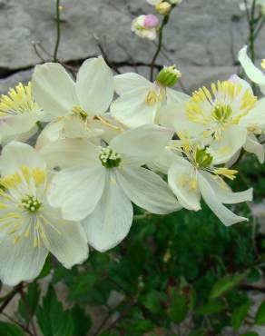 Fotografia 5 da espécie Thalictrum tuberosum no Jardim Botânico UTAD