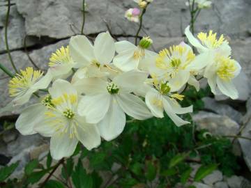 Fotografia da espécie Thalictrum tuberosum