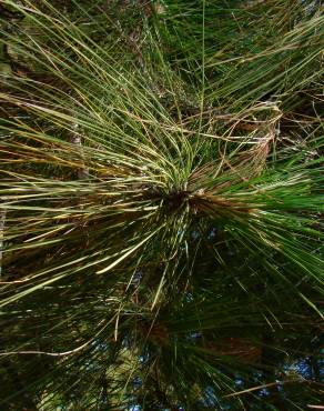 Fotografia 2 da espécie Pinus canariensis no Jardim Botânico UTAD