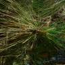 Fotografia 2 da espécie Pinus canariensis do Jardim Botânico UTAD