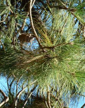 Fotografia 3 da espécie Pinus canariensis no Jardim Botânico UTAD