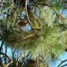 Fotografia 3 da espécie Pinus canariensis do Jardim Botânico UTAD