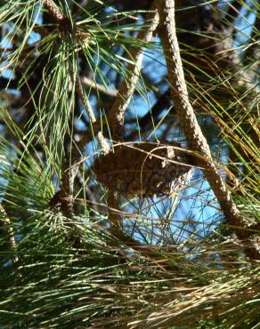 Fotografia 4 da espécie Pinus canariensis no Jardim Botânico UTAD