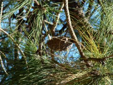 Fotografia da espécie Pinus canariensis