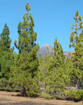 Fotografia 5 da espécie Pinus canariensis no Jardim Botânico UTAD