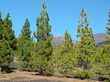 Fotografia da espécie Pinus canariensis