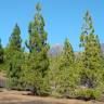 Fotografia 5 da espécie Pinus canariensis do Jardim Botânico UTAD