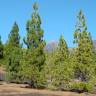 Fotografia 5 da espécie Pinus canariensis do Jardim Botânico UTAD
