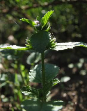 Fotografia 4 da espécie Stachys arvensis no Jardim Botânico UTAD