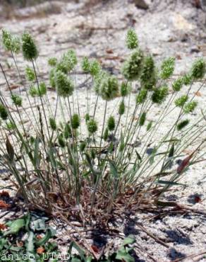 Fotografia 1 da espécie Trisetaria ovata no Jardim Botânico UTAD