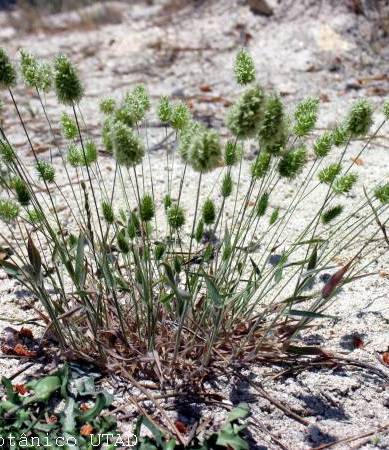 Fotografia de capa Trisetaria ovata - do Jardim Botânico