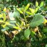 Fotografia 7 da espécie Quercus suber do Jardim Botânico UTAD