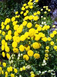 Fotografia da espécie Tanacetum vulgare