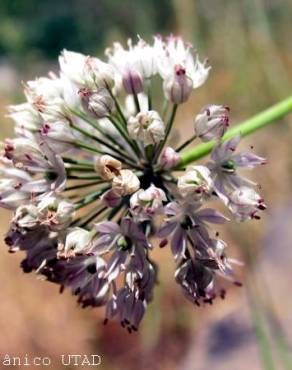 Fotografia 3 da espécie Allium schmitzii no Jardim Botânico UTAD