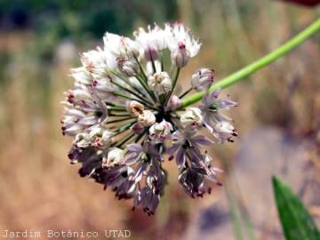 Fotografia da espécie Allium schmitzii