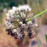 Fotografia 3 da espécie Allium schmitzii do Jardim Botânico UTAD