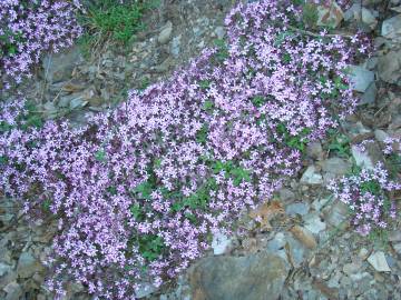 Fotografia da espécie Saponaria ocymoides