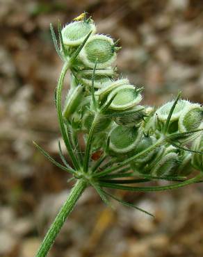 Fotografia 4 da espécie Heracleum sphondylium subesp. granatense no Jardim Botânico UTAD