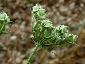 Fotografia da espécie Heracleum sphondylium subesp. granatense