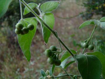 Fotografia da espécie Solanum chenopodioides