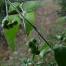 Fotografia 2 da espécie Solanum chenopodioides do Jardim Botânico UTAD