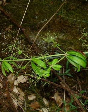 Fotografia 3 da espécie Rubia peregrina subesp. peregrina no Jardim Botânico UTAD