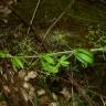 Fotografia 3 da espécie Rubia peregrina subesp. peregrina do Jardim Botânico UTAD