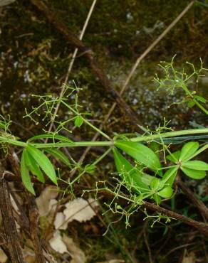 Fotografia 4 da espécie Rubia peregrina subesp. peregrina no Jardim Botânico UTAD