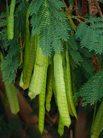 Fotografia da espécie Leucaena leucocephala