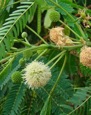 Fotografia 3 da espécie Leucaena leucocephala no Jardim Botânico UTAD