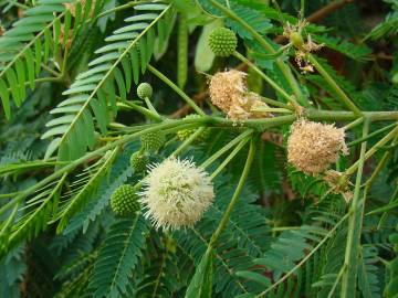 Fotografia da espécie Leucaena leucocephala