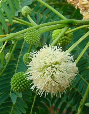 Fotografia 4 da espécie Leucaena leucocephala no Jardim Botânico UTAD