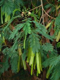 Fotografia da espécie Leucaena leucocephala