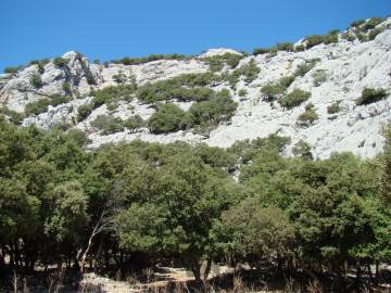 Fotografia da espécie Quercus rotundifolia