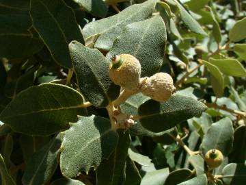 Fotografia da espécie Quercus rotundifolia