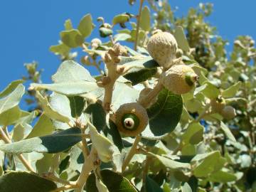 Fotografia da espécie Quercus rotundifolia